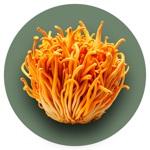 Cordyceps