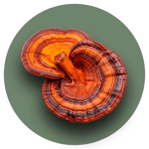 Reishi